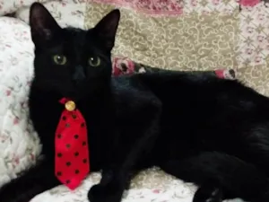 Gato raça SRD idade 7 a 11 meses nome ZION