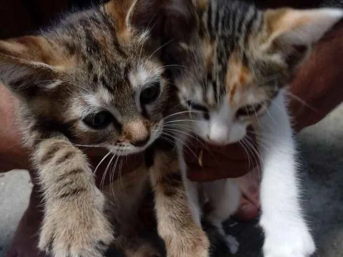 Gato ra a Nao tem idade 2 a 6 meses nome Xenna