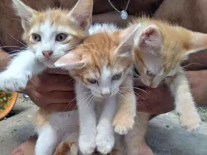 Gato raça Nao tem idade 2 a 6 meses nome Xenna