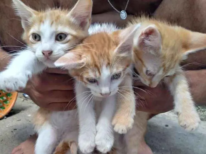 Gato ra a Nao tem idade 2 a 6 meses nome Xenna