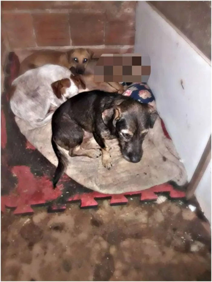 Cachorro ra a Vira lata misturado  idade 7 a 11 meses nome .....