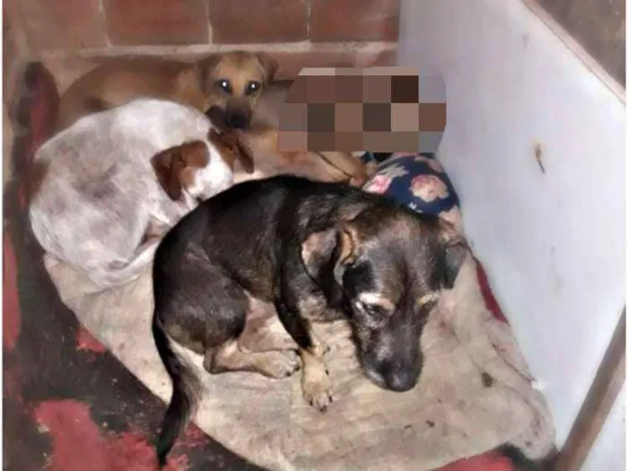 Cachorro ra a Vira lata misturado  idade 7 a 11 meses nome .....