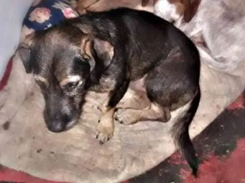 Cachorro ra a Vira lata misturado  idade 7 a 11 meses nome .....