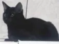 Bruce