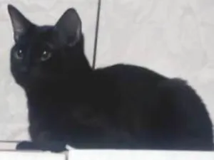 Gato raça Vira lata idade 1 ano nome Bruce