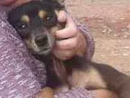 Cachorro ra a Não sei idade 6 ou mais anos nome Teddy/ Pingo