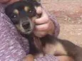 Teddy/ Pingo