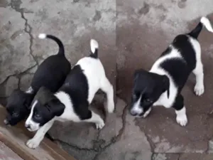 Cachorro raça Srd idade Abaixo de 2 meses nome S/nome