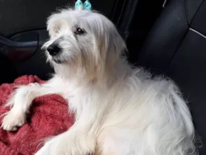 Cachorro raça Srd idade 2 anos nome Mili