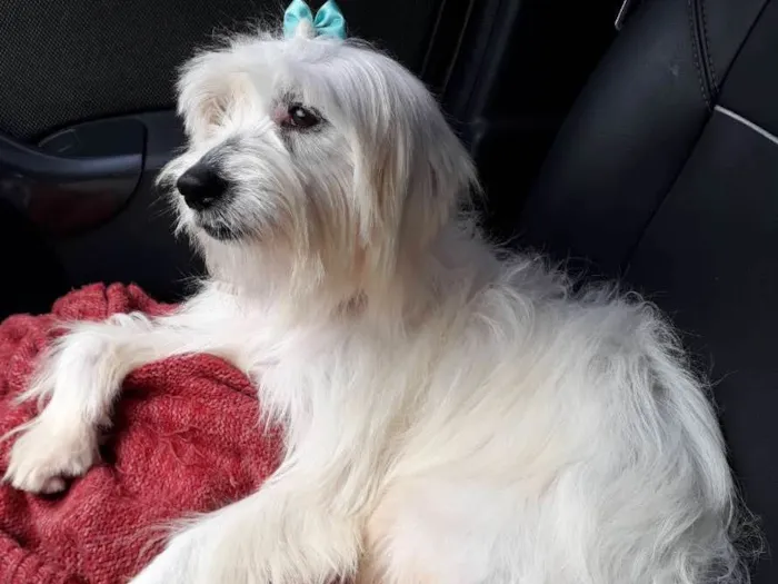 Cachorro ra a Srd idade 2 anos nome Mili
