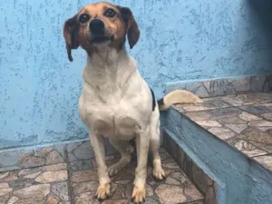Cachorro raça Sei lá  idade 4 anos nome Aladim