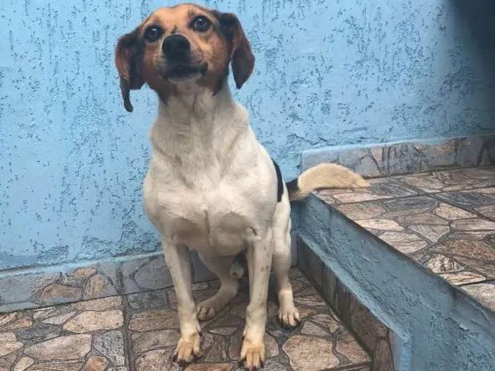 Cachorro ra a Sei lá  idade 4 anos nome Aladim