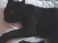 Bat