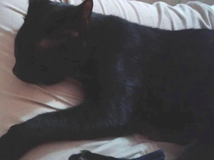 Gato ra a  idade 7 a 11 meses nome Bat