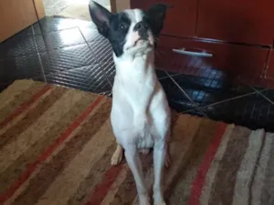 Cachorro raça Pitbull com vira lata idade 1 ano nome Spike