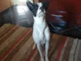 Spike
