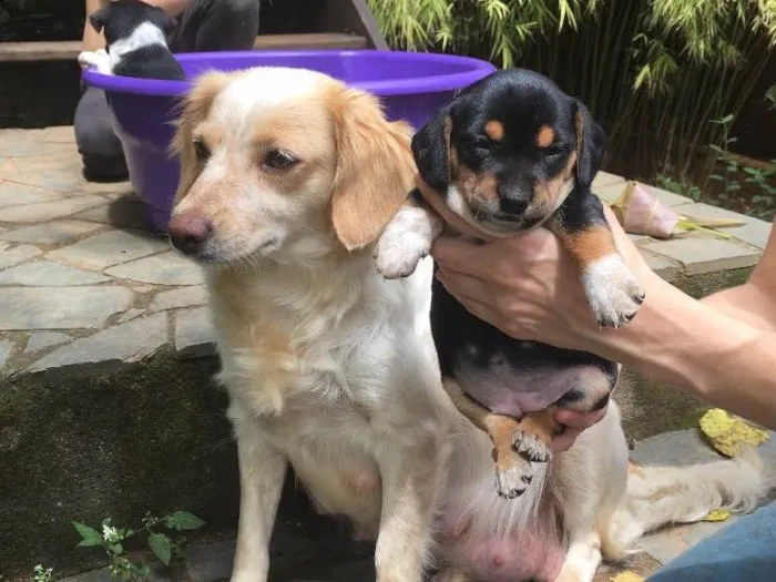 Cachorro ra a Sem Raça Definida idade Abaixo de 2 meses nome Afrodite