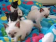 4 gatinhos