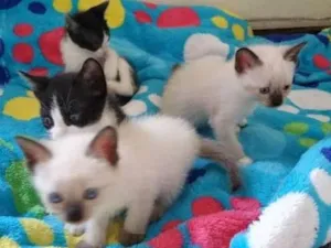 Gato raça 2 brancos e 2 preto e branco idade Abaixo de 2 meses nome 4 gatinhos
