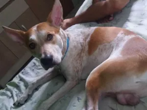 Cachorro raça Vira-lata  idade 2 anos nome Maillo