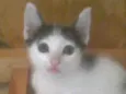 Gatos