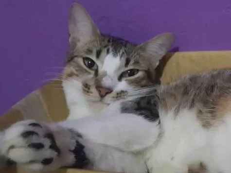 Gato ra a Sem raça definida idade 7 a 11 meses nome Simba