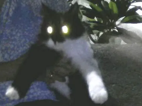 Gato ra a SRD idade 7 a 11 meses nome sem nome