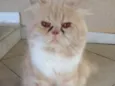 Zezé