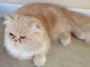 Gato raça Persa idade 1 ano nome Zezé