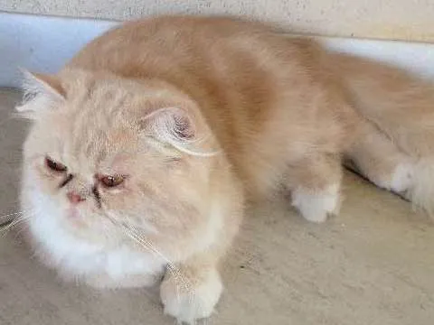 Gato ra a Persa idade 1 ano nome Zezé