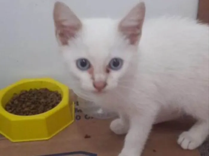 Gato ra a SRD idade Abaixo de 2 meses nome Mimi