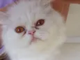 Snowball