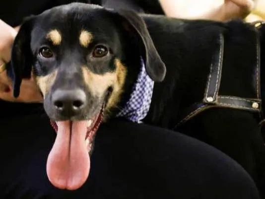 Cachorro ra a Sem Raça Definida idade 1 ano nome Thor