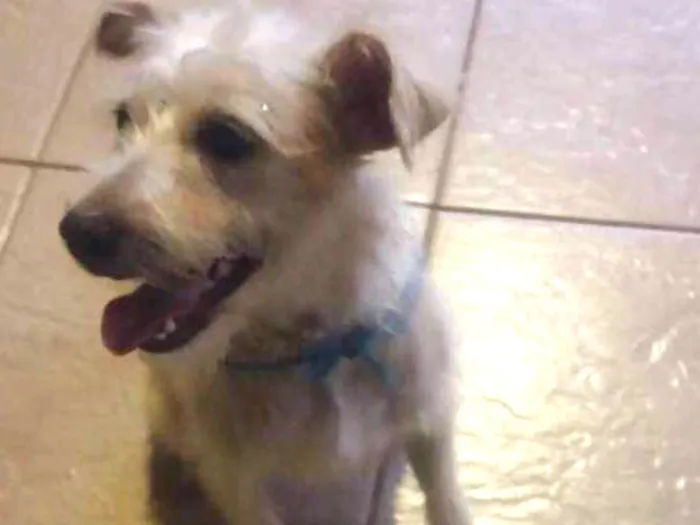 Cachorro ra a SRD idade nome Não sei.