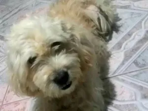 Cachorro raça Poodle ( mestiço) idade 4 anos nome Bebezao 