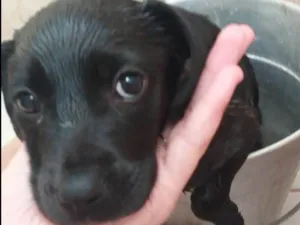 Cachorro raça Mist de labrador com vira-lata idade 2 a 6 meses nome Lexie