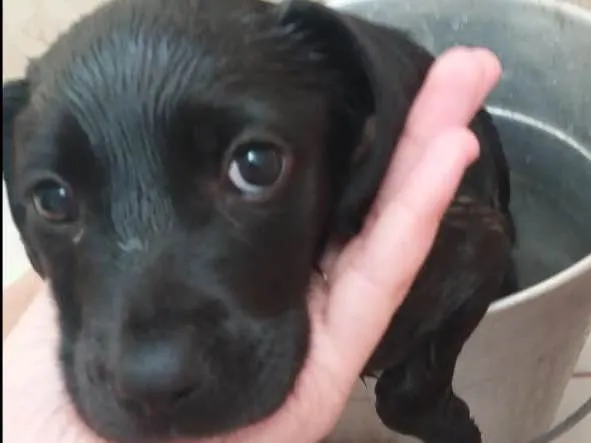 Cachorro ra a Mist de labrador com vira-lata idade 2 a 6 meses nome Lexie