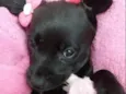 Lexie