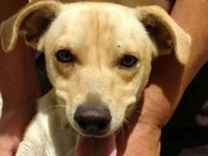 Cachorro raça srd idade 2 anos nome Caramelo