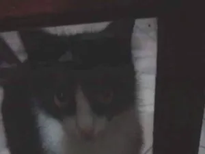 Gato raça Ñ sei idade 7 a 11 meses nome Mag