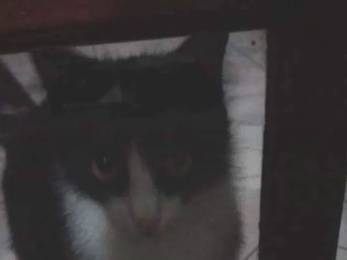 Gato ra a Ñ sei idade 7 a 11 meses nome Mag
