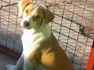 Cachorro raça Vira-lata idade 2 a 6 meses nome Tiuzinho