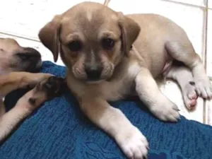 Cachorro raça  idade Abaixo de 2 meses nome filhote
