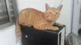 Boris