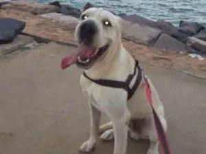 Cachorro raça Labrador idade 1 ano nome TED