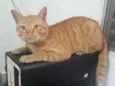 Boris