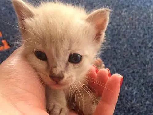 Gato ra a vira lata idade Abaixo de 2 meses nome sem nomes 