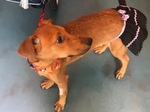 Cachorro raça SRD idade 7 a 11 meses nome MANU