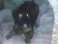 Lolita