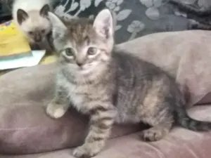 Gato raça  idade 2 a 6 meses nome Cherry 